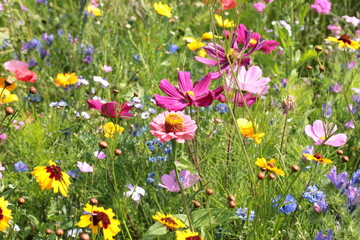 Sommerwiese mit Wildblumen