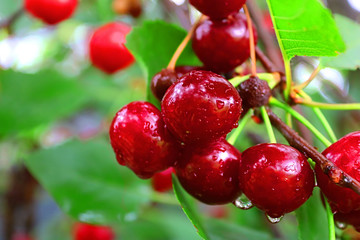 Wet cherry berries after a rain in the summer