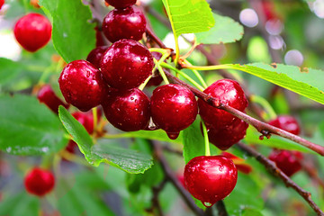 Wet cherry berries after a rain in the summer