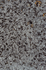 Moss on concrete. Concrete pillar. Light concrete. Texture of the column.