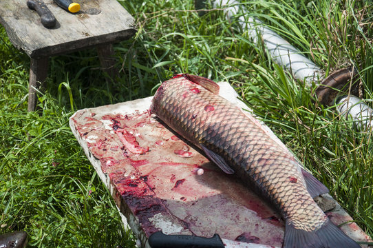 a fish carp being paunched on the grass