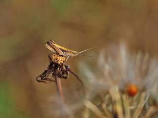 grasshopper ready to jump on the dandelion