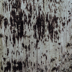 Texture of wood. Wooden fence. Fence in spots.