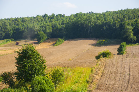 grain harvest on the field by the forest