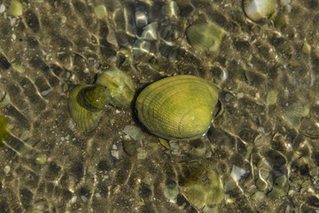 Palourde, Ruditapes decussatus © JAG IMAGES