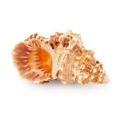 Obraz premium Seashell isolated on white background