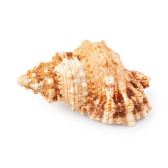 Seashell isolated on white background