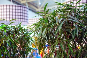 Fresh green grass grows in a concrete pot.