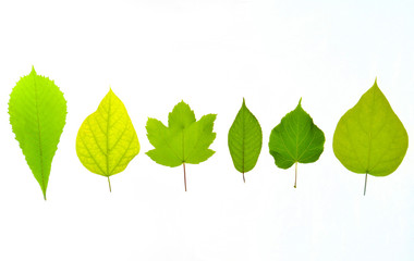 Variety of types of green leaves isolated on a white background.