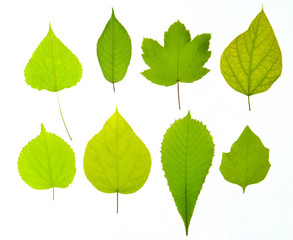Variety of types of green leaves isolated on a white background.