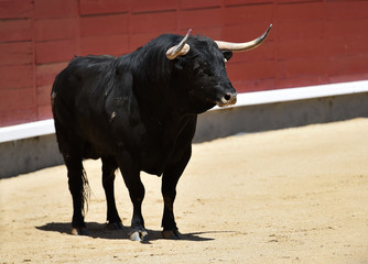 bull in bullfighting in spain