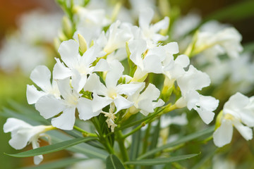 Weiße Oleanderblüten