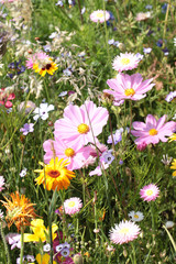 Sommerwiese mit Wildblumen