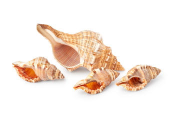 Obraz premium Seashells isolated on white background
