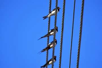 swallow bird sitting on a wire