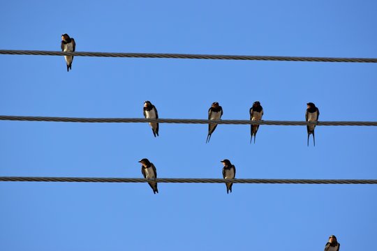 swallow bird sitting on a wire