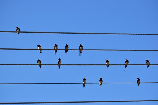 swallow bird sitting on a wire