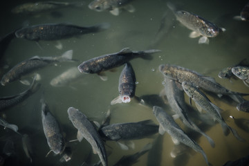 high angle view of flock of black carps swimming in pond