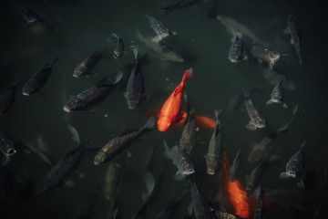 high angle view of flock of red and black carps swimming in water