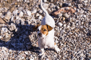 top view portrait of a beautiful cute small dog at the beach. Sitting on the rocks and looking at the camera. Sunset and summer. Holidays