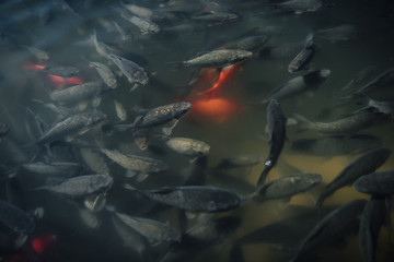 elevated view of large flock of red and black carps swimming in water