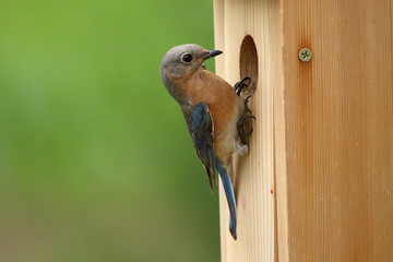 A female Eastern Bluebird looks into her nest box before entering it.
