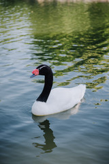 close up view of beautiful swan swimming in pond