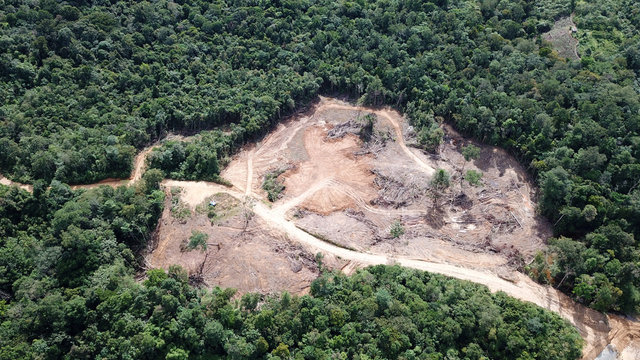 Deforestation. Destruction of Borneo rain forest for palm oil industry.  