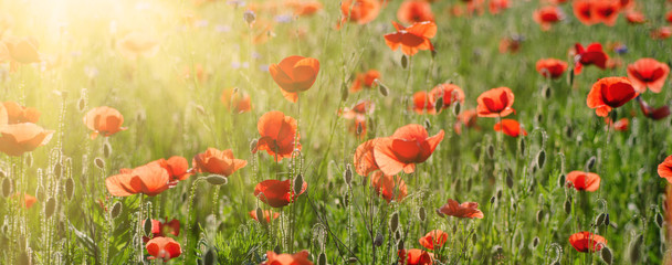 Fototapeta na wymiar Red poppy flowers blooming in the green grass field with sun light, floral natural spring background, can be used as image for remembrance and reconciliation day