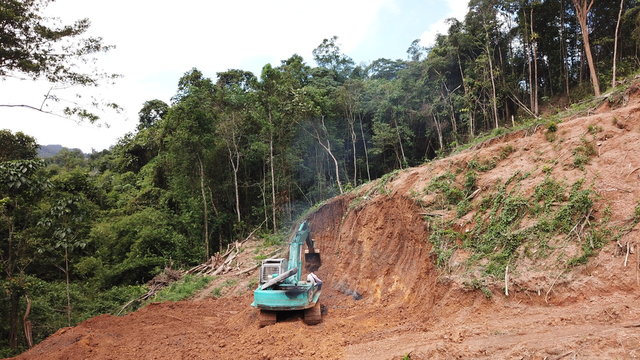 Deforestation. Destruction of Borneo rain forest for palm oil industry.  