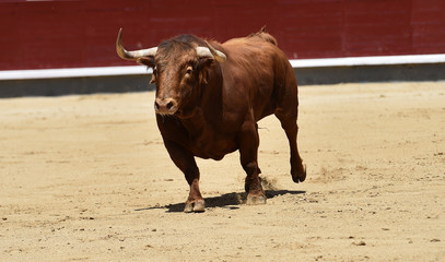 bull red in spain