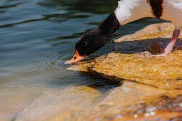 Selective focus of duck drinking water from pond