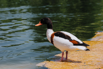 selective focus of duck standing on shallow water