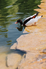 selective focus of duck submerging in water