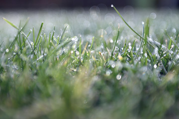 morning dew on grass