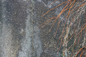 Cracked wall with fibrous root and space