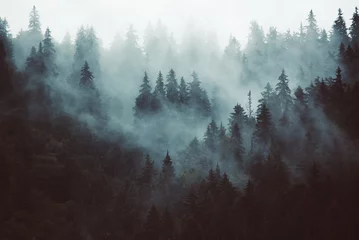 Fototapeten Misty landscape with fir forest in hipster vintage retro style © Roxana