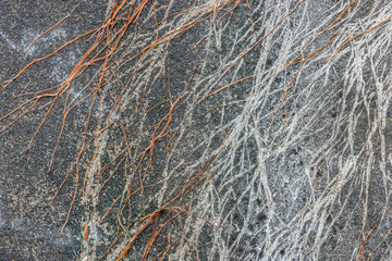 Cracked wall with fibrous root