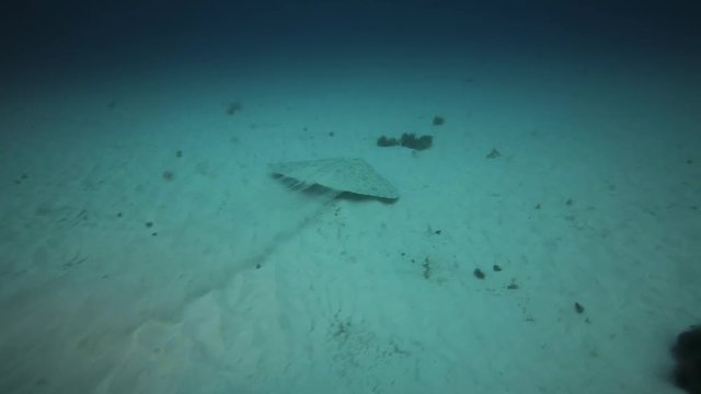 Round Stingray, Fuerteventura Canary Islands
