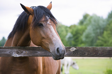 pretty horse on a farm near a wooden fence in summer