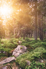 North scandinavian pine sunny forest with stones, Sweden natural travel outdoors background