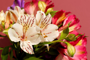 Obraz na płótnie Canvas Bouquet of flowers alstroemerias on a blue background. Macro. A variety of colors of the lily. Alstroemeria blooming in spring and summer.