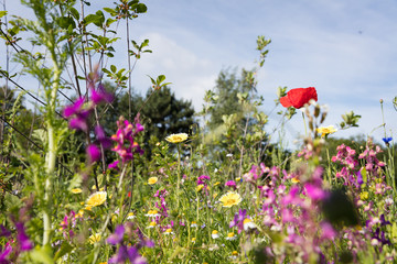 Blumenwiese