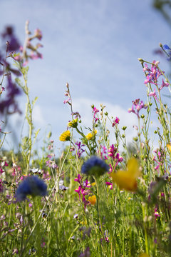 Fototapeta Blumenwiese