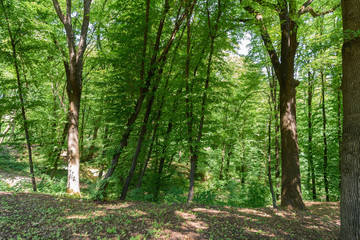 scenic view of trees in forest during daytime