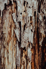 Wooden texture. The old log in the village.