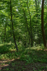scenic view of green trees with sunlight in forest