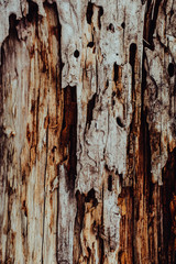 Wooden texture. The old log in the village.