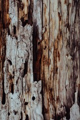 Wooden texture. The old log in the village.