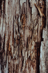 Wooden texture. The old log in the village.